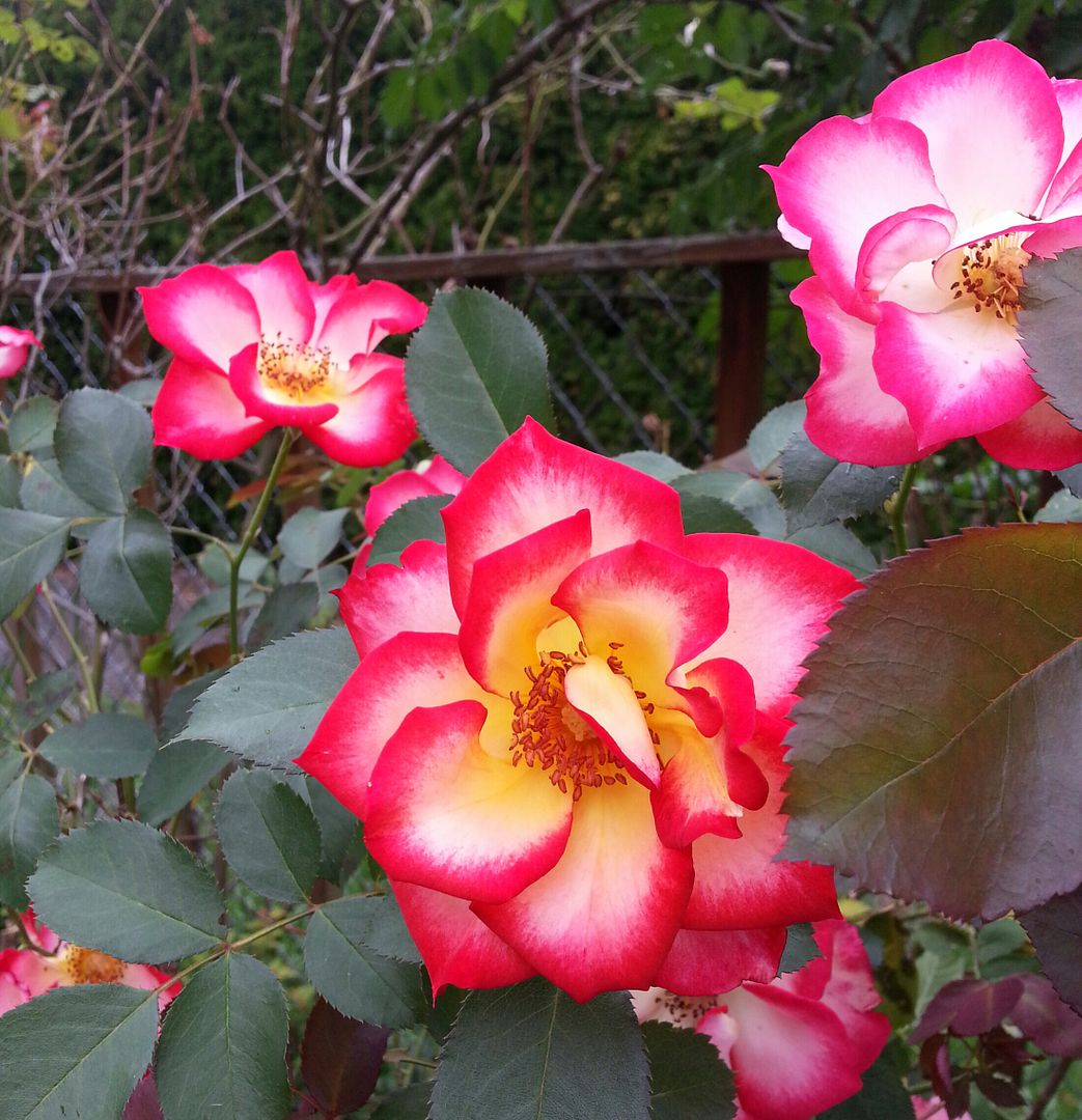  photo 20140902_160600-1_zpsqfia3oqi.jpg